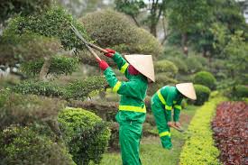 Quản lý hệ thống cây xanh | VĨNH YÊN EUS