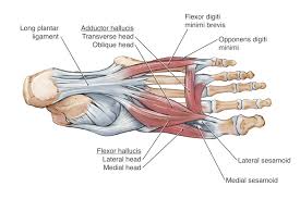 Muscles or tendons in the leg that are too tight. Ankle Foot Anatomy