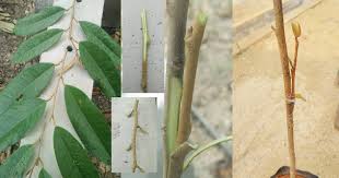 Alat cantuman baji pokok tin dan fig garden tools. 10 Faktor Kejayaan Cantuman Pokok Durian Yang Ramai Tidak Tahu Ohlembab