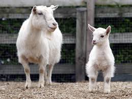 Image result for GOAT