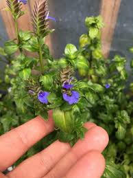 Image result for Rungia