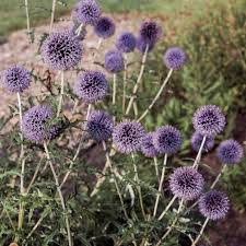 Image result for globe thistle