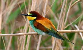 Aerial Doga Guncem My Nature Diary Sayfa 9