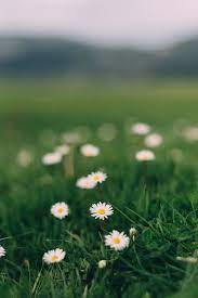 Plant Grass Flower And Daisies Hd Photo By Mourad Saadi Mougrapher On Unsplash Nature Photography Wallpaper Nature Flowers Daisy Wallpaper
