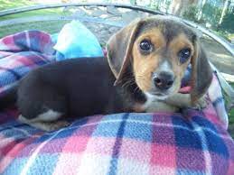 Pin On Puppies For Sale