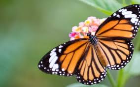 Alabama's warm, hospitable climate provides excellent growing conditions for a wide variety of flowering trees. How To Attract Butterflies And Birds To Your Yard The Alabama Weather Blog Mobile