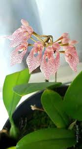 Image result for Taeniophyllum