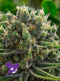 This strain is a cross between popular west coast creations zkittlez and gelato, which are adored for their flavour. White Runtz Von Anesia Seeds Cannabis Sorten Infos