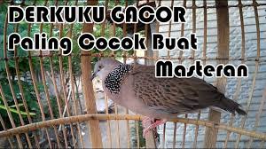 • raut muka perkutut betina terlihat sayu. Derkuku Kelantan Betina Tidar 195 Sold Out Bpk Solikhun Jakarta By Dian Bird Farm Solo