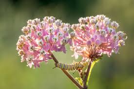 Image result for Asclepias schumanniana