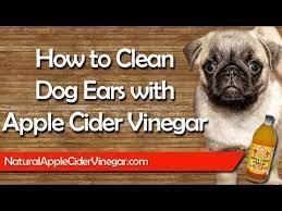 How To Clean Your Dog S Ears With Apple Cider Or White Vinegar Natural Dog Ear Cleaner Yeast In Dogs Dog Yeast Infection Ear