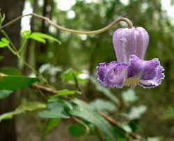 Although like all the american clematis, there is variability in color, it tends to be white trimmed in blue. Clematis Crispa Clematis Clematis Plants Leather Flowers