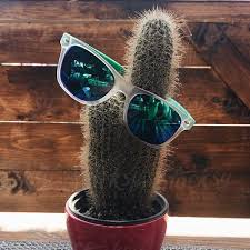 A thirsty cactus (one that is under watered) will show signs of distress in the following ways if your cactus is showing signs of under watering, you can rectify the problem by thoroughly watering the cactus as soon as possible. Thirsty Boi On Twitter I Agree On The Attractiveness Of This Specific Cactus But Don T Fool Me In Your Hidden Malicious Intent Of Dominating The Desert Flora And It S Innocence Https T Co Twxftrhx65