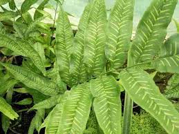 Image result for Coniogramme