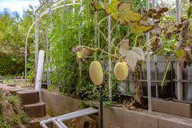 Aquaponics Pvc Pipe Photos Free Royalty Free Stock Photos From Dreamstime