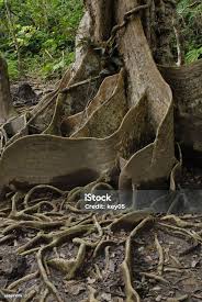 Image result for Heritiera