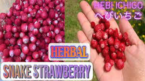 HERBAL HEBI ICHIGO/ SNAKE STRAWBERRY #shorts #herbal #hebiichigo  #japanherbal - YouTube