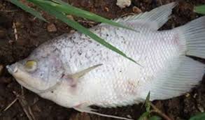 Maybe you would like to learn more about one of these? Kenali Penyebab Dan Cara Mengatasi Penyakit Pada Ikan Gurame Suplemen Dan Pupuk Organik Cair Terbaik