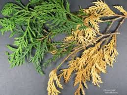 Image result for argyresthia thuiella thuja symptoms
