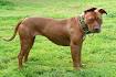 American Pit Bull Terrier - Wikipedia