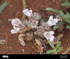 Image result for Lepidagathis andersoniana