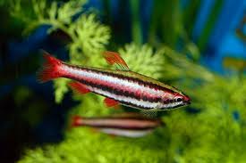 Pencilfish Fish Breed Information And Pictures Petguide Salt Water Fish Tropical Fish Salt Water Fishing