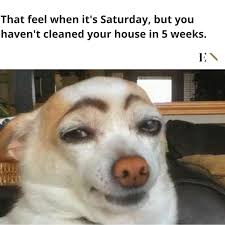 Editorial staff april 18, 2019 0 comments. Best 30 Cute Animal Memes Viral Lady 1156586 Png Images Pngio