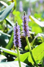 Image result for Monochoria