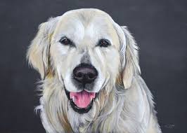 Golden Retriever Pastel Sec Cindy Barillet Artiste Animalier Peintures De Chien Peintre Animalier Dessin Chien