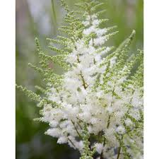 Like Its Cousins In The Acclaimed Younique Series This Elegantly Proportioned Variety Produces An Imp White Flower Farm Astilbe Flower White Perennial Flowers