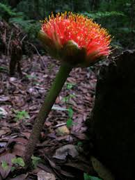 Image result for Scadoxus puniceus