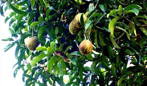 Check spelling or type a new query. Penggali Kubur Kongsi Jenis Pokok Berhantu Yang Paling Ditakuti Wanista Com