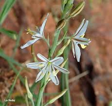 Image result for Trachyandra saltii
