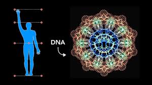 In other words, sacred geometry is the divine pattern of the universe that makes up all of existence. How Sacred Geometry Is Embedded In Your Dna Secrets Of Geometric Art Youtube