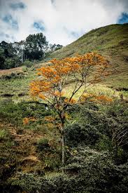 Download and discover more similar hd wallpaper on wallpapertip. Tree Crown Nature Forest Sky Leaves Green Aesthetic Treetop Branches Pxfuel