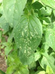 Powdery mildew is the most common disease that causes white spots on the plant leaves. Oregano White Spots On Oregano Leaves