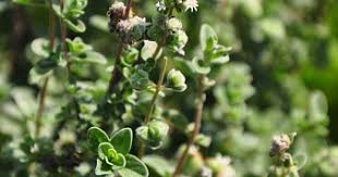 Lemon thyme is a popular aromatic and seasoning herb in the mint family, botanically classified as thymus citriodorus. Lemon Thyme Leaf Thymus Citriodorus Top Quality Herbs Tinctures