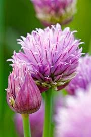 Image result for Chironia elgonensis