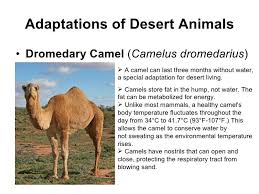 No matter the type, camels are usually found in the desert, prairie or steppe. Pin On Camel Facts
