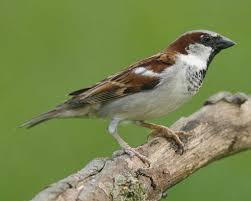 House Sparrow Common British Birds House Sparrow House Sparrow Nest