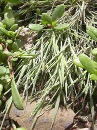 Image result for Panicum carneovaginatum