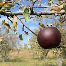 Your arkansas black apple will benefit from a regular watering each week. Black Apples Are A Real Thing Here S Why They Re So Rare