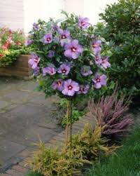 Hibiskus Stammchen Von Gartenxxl Auf Blumen De Hibiskus Pflanzen Gruner Garten