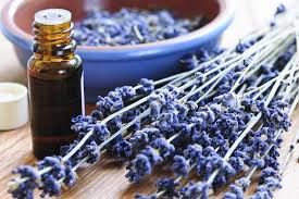Herbs truly are a nature's gift to mankind. Homemade Flea Shampoo For Dogs Four Recipes And Their Benefits Animal Hearted Apparel