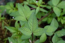 Image result for Cleome rutidosperma
