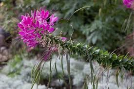 Image result for Cleome
