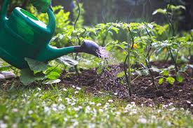 Application pour arroser ses plantes. Arroser Les Plantes Du Jardin Les 8 Erreurs Du Debutant