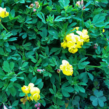 Image result for Lotus corniculatus