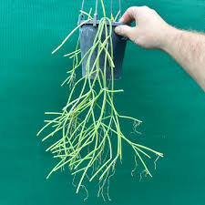 Image result for Rhipsalis baccifera