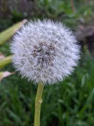 New arrival beautiful dandelion print 4 piece bedding sets on sale,buy. Organic Dandelion Taraxacum Officinale Plant Mudbrick Herb Cottage